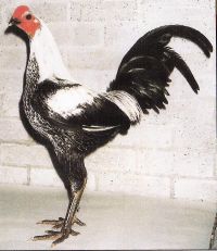 Grey Cockerel